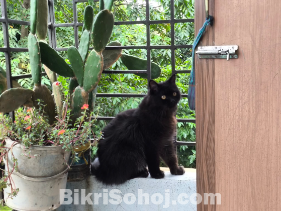 Your Persian cat